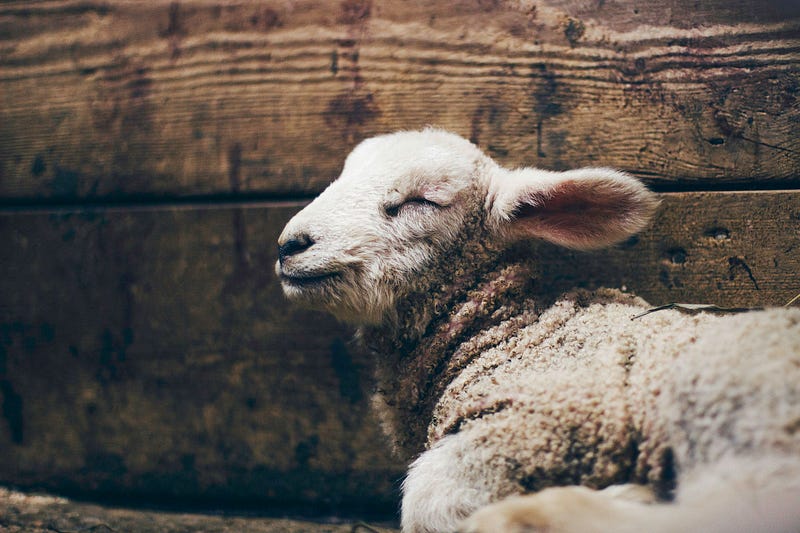 Ibn Sina's Two Lambs